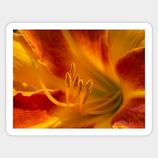 Orange Amaryllis Lily Sticker